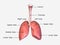 Lungs labelled