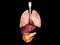 Lungs, Liver, pancreas, gallbladder, heart, Section view of a human body with inner organs. Medical info graphics on black