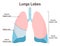 Lungs lobes anatomy. Respiratory system main organ structure