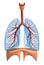 Lungs - pulmonary system