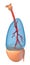 Lungs - pulmonary system