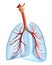 Lungs - pulmonary system