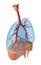 Lungs - pulmonary system.