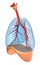 Lungs - pulmonary system