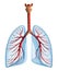 Lungs - pulmonary system. Front view