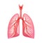 Lungs - pulmonary system. Front view