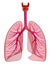 Lungs - pulmonary system. Front view