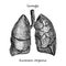 Lungs. Realistic hand-drawn icon of human internal organs. Engraving art Sketch style. Design concept for your medical