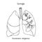 Lungs. Realistic hand-drawn icon of human internal organs. Line art. Sketch style. Design concept for your medical