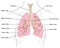 Lungs, trachea and bronchi