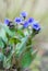 Lungwort blue ensign or pulmonaria blue ensign, UK