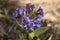 Lungwort blue flowers on blur background. Pulmonaria plant close up.