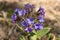 Lungwort blue flowers on blur background. Pulmonaria plant close up.