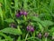Lungwort, botany name Pulmonaria officinalis, other name , purple blossom, medicinal plant