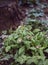 Lungwort in close up blue and pink flowers blooming in the spring