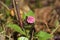 Lungwort in close up blue and pink flowers blooming in the spring Selective focus. Pulmonaria officinalis commonly known as lungwo