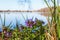 Lungwort flower at a lake