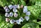 Lungwort flowers