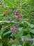 Lungwort flowers