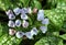 Lungwort Flowers of Pale-blue and Soft-pink