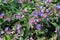 Lungwort Flowers (Pulmonaria Officinalis)