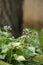 Lungwort Flowers and Tree Trunk