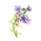Lungwort herb watercolor illustration. Medical wild plant with blue flowers on the stem hand drawn image. Blooming lungwort herb i