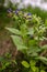 Lungwort is a herbaceous plant with a pleasant odor for insects