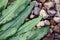 Lungwort leaves on pebble stones texture