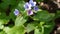 Lungwort Pulmonaria blooming flower