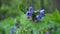 Lungwort Pulmonaria blooming flower footage on the forest background