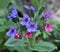 Lungwort Pulmonaria blooms in the wild spring forest