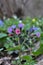 Lungwort Pulmonaria blooms in the wild spring forest