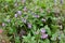 Lungwort (Pulmonaria) blooms in the wild spring forest