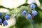 Lungwort or pulmonaria flowers, close â€“ up view