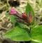 Lungwort, pulmonaria-officinalis