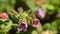 Lungwort, Pulmonaria officinalis