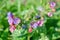 Lungwort sugar, or spotted lat. Pulmonaria saccharata close-up
