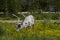 Luosto Finland, reindeer looking and eating flowers