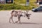 Luosto Lapland, reindeer on a parking lot
