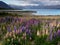 Lupin blossom at the lakeside of Lake Tekapo, New Zealand