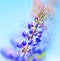 Lupin. Bokeh, blur