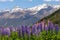 Lupin field along the river