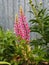Lupin flower or in everyday life called wolf bean grows in the garden.Spring flower garden