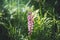 The Lupin flower in the garden is surrounded by its beautiful green leaves against the backdrop of a magnificent Sunny