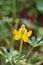 Lupin  flowers