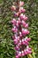 Lupin Lupinus `The Chatelaine`