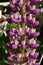 Lupin ( Lupinus ) flowers.