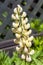 Lupin Lupinus `Gallery Yellow