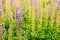 Lupin plant with purple flowering buds and green leaves